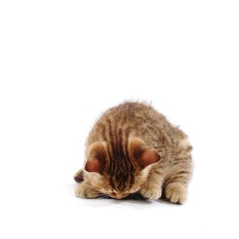 cat isolated on white background