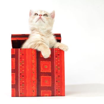cat in gift box isolated on white background