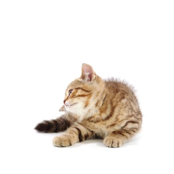 cat isolated on white background