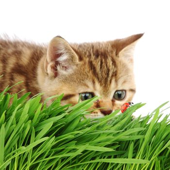 cat behind grass isolated on white background