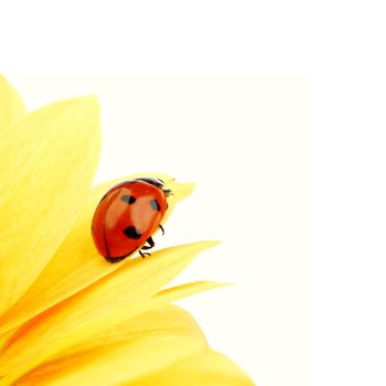 ladybug on yellow flower grass on background