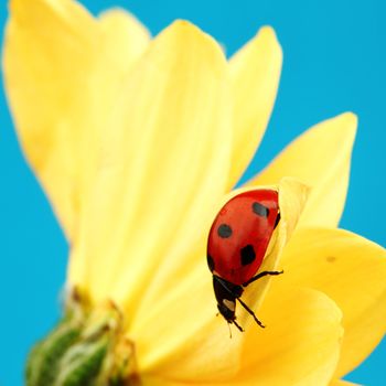 ladybug on sunflower blue background