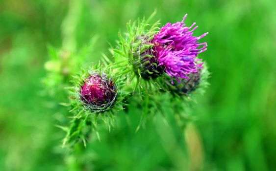 picture of a thistle (Carduus) close up.