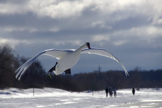 Swan in flight 