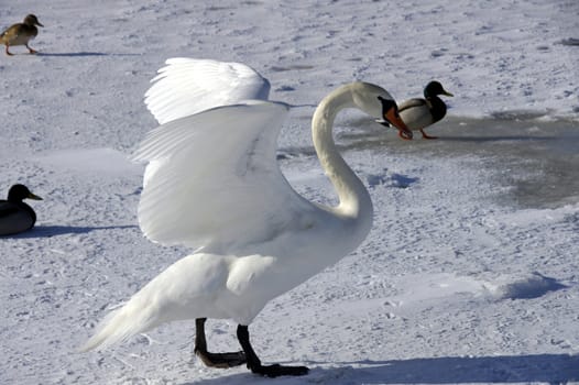 The white swan spreads wings 