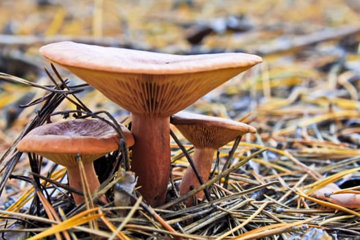 agaric honey fungus on stump in forest