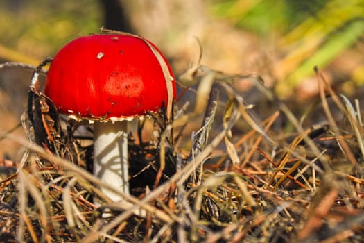 agaric honey fungus on stump in forest