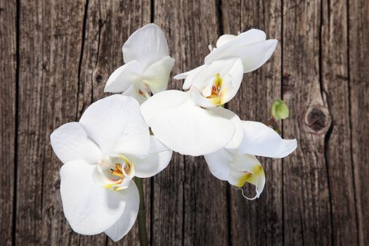Overhead view of a spray of fresh white phalaenopsis orchids on an old cracked weathered wooden surface