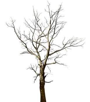 Lost a large dried tree - oak, isolated on white background