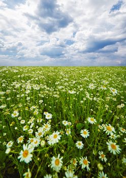 Summer field with camomiles blooming under a cloudy sky