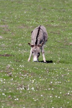 donkey on pasture farm scene