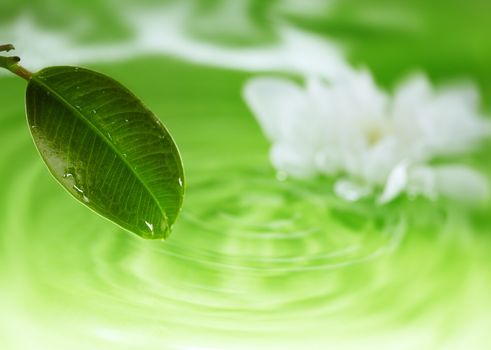 Close-up photo of the leaf at the defocused background of water and flower. Natural light