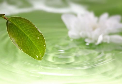 Close-up photo of the wet leaf on a green liquid background with white flower. Natural colors. Shallow depth of field added by macro lens for natural view