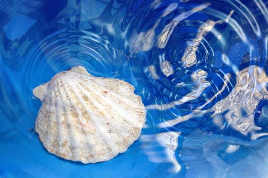 Close-up photo of the seashell under the blue water with ripples
