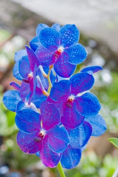 Beautiful orchid