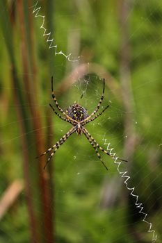 Spider on a spiderweb with green background