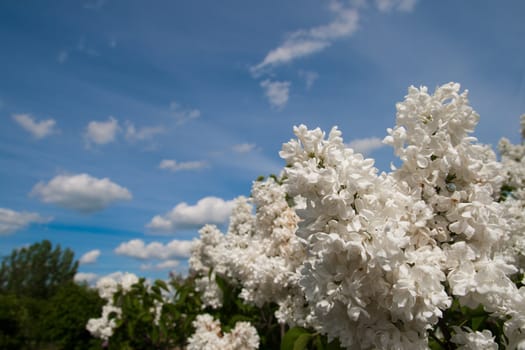 The large cluster of white lilac blooming on a spring in May