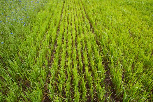 Green cornfield with sprouted new shoots in summer