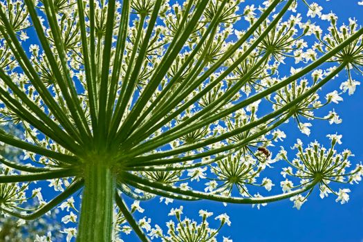 Giant inflorescence of Hogweed plant against blue sky. View from below. Latin name: heracleum sphondylium