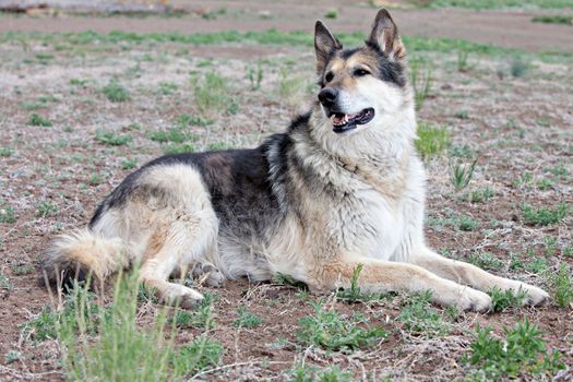 Malamute Alaskan mixed Breed German Shepherd