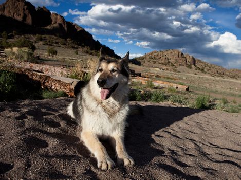 Malamute Alaskan mixed Breed German Shepherd in Colorado