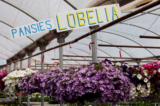 Hanging pots of Petunias in a Green House