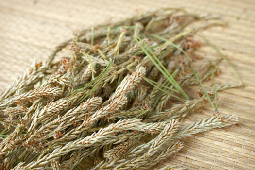 Dried shoots of pine trees used for medicinal purposes