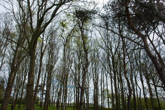 Wide angle view of tall trees in the forest