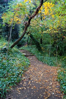 Path in the forest