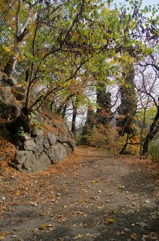 Autumn landscape: road in the Tbilisi botanic garden