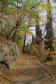 Autumn landscape: road in the Tbilisi botanic garden