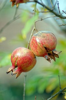 closeup of fresh pomegranate fruits on a bush branch