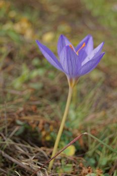 Autumn flowers - Colchicum autumnale, commonly known as autumn crocus, meadow saffron or naked lady