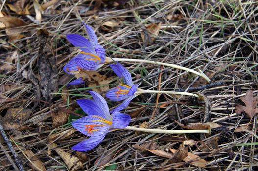 Autumn flowers - Colchicum autumnale, commonly known as autumn crocus, meadow saffron or naked lady