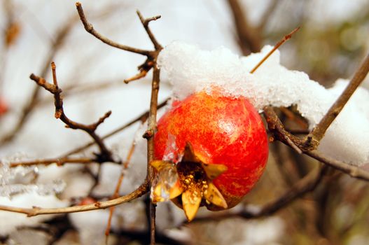 Ripe colorful pomegranate fruit on tree branch under snow in the garden