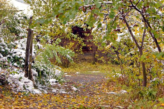 Autumn time: colorful leaves of the tree covered with snow