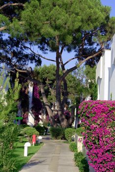 beautiful conifer and plants in the territory of rich villa