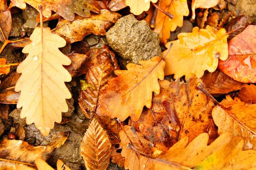 Autumn time: colorful leaves of the tree covered with snow