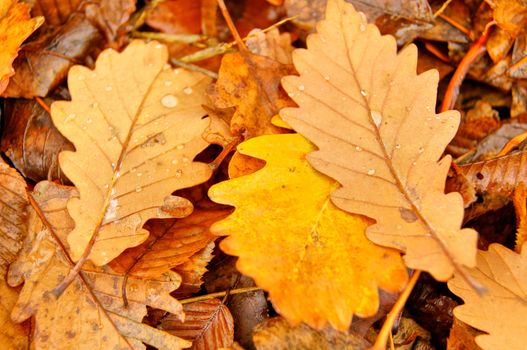 Autumn time: colorful leaves of the tree covered with snow