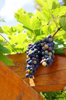 Closeup of bunch of red grape in the vinyard