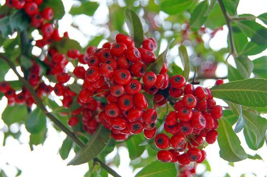 red berries under the snow on the bush branch