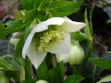 Helleborus one of the first spring flowers in the wood