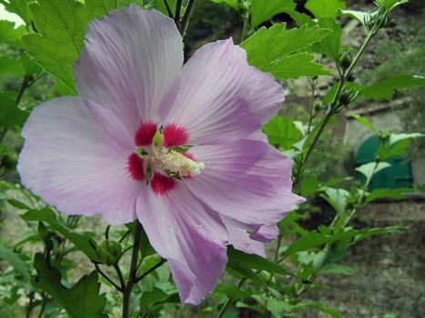 Close up of pink hibiscus flower