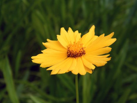 Wild nature, summer time - yellow decorative daisy, Coreopsis