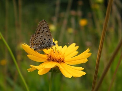 Wild nature, summer time - yellow decorative daisy, Coreopsis