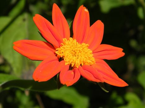 Close up of red autumn garden flower