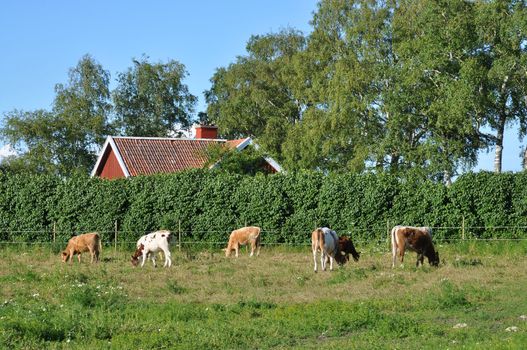 Cows eating grass in front of red cottage.