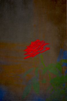 Luminous red rose background texture