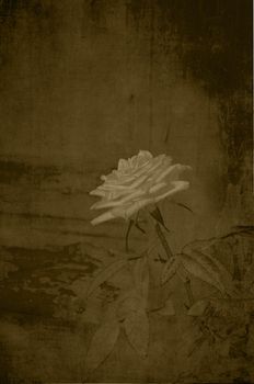 Vintage subtle rose in sepia.