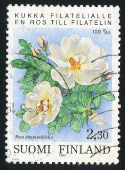 FINLAND - CIRCA 1993: stamp printed by Finland, shows Rosehip barbed, circa 1993
